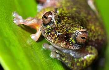 Vista de una “rana de las nacientes” (Isthmohyla nacientes), una especie de rana recientemente descubierta, en San José, Costa Rica, el 6 de agosto de 2026.