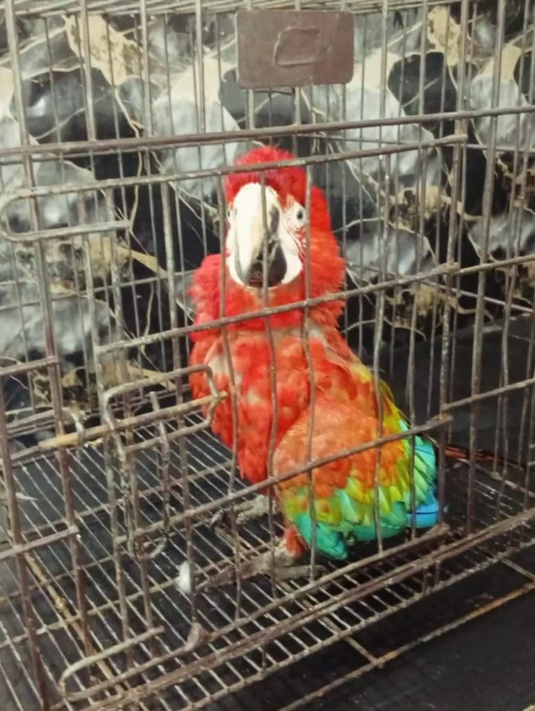 Guacamayo rojo con plumaje colorido en jaula metálica, siendo atendido por cuidadores en un ambiente interior.