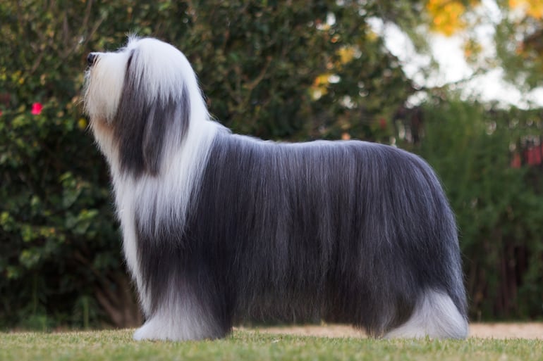 Bearded collie o collie barbudo.