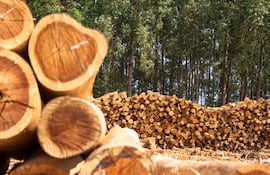 Madera paraguaya.