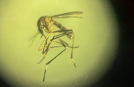 Más de 100 muertos por dengue en Centroamérica y el Caribe, con al menos 200.000 casos