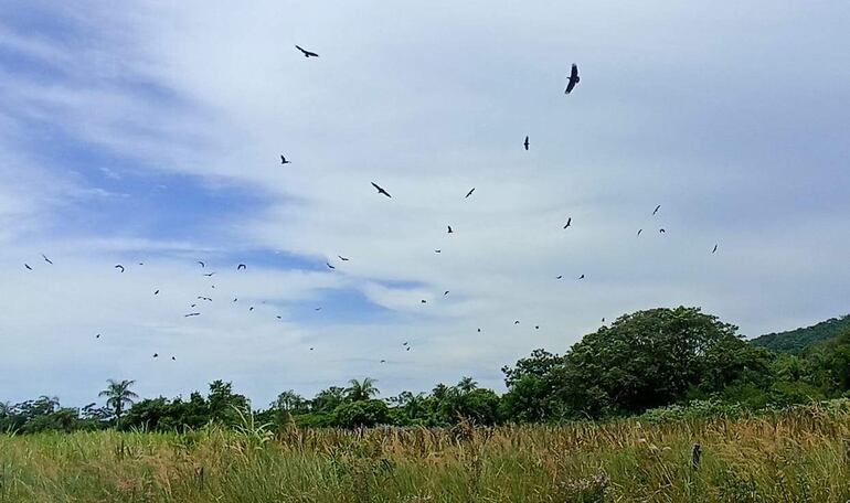 Preocupa la constante presencia de aves carroñeras, que evidenciaría una alarmante contaminación ambiental.