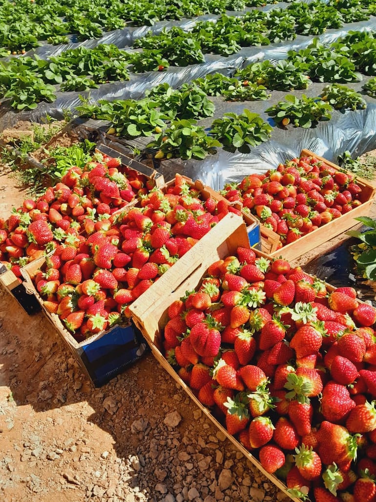 Las frutillas frescas de Caacupé conquistan por su sabor, aroma y calidad, convirtiéndose en un verdadero atractivo para quienes visitan la capital espiritual del Paraguay.