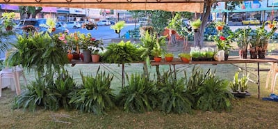 Puesto de venta de plantas al aire libre en mesa de madera, rodeado de sillas y vehículos estacionados. Sin personas visibles.