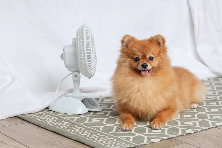 Perro pomeranian con ventilador.