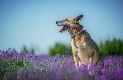 Perro pastor alemán senior.