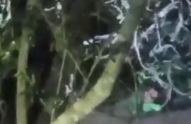 Sujetado a una rama, logró permanecer casi media hora antes de ser rescatado.