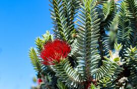 Regelia velutina, endémica de Australia.