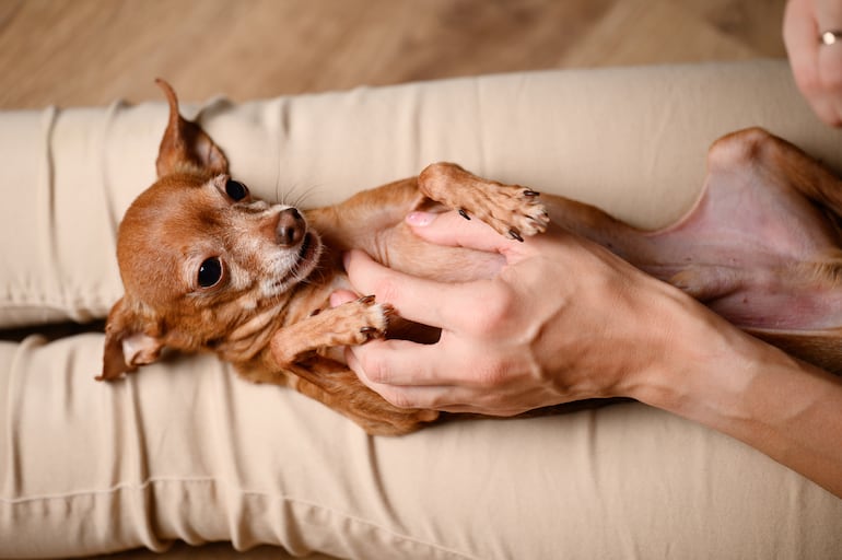 Perro recibe masaje.