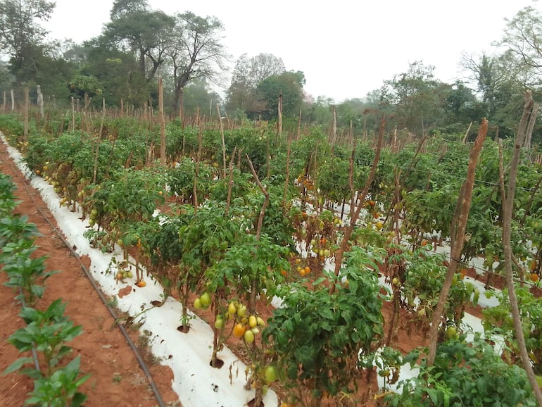 La Producción del año pasado no tuvo un buen rendimiento por la sequía y las prolongadas lluvias, según señalaron los productores. 
