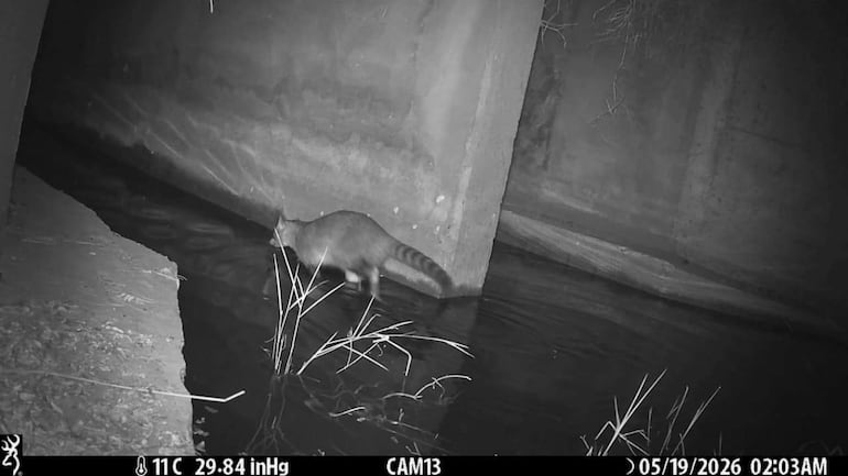 Mapache de pie en el agua, rodeado de vegetación, en un entorno tranquilo y oscuro.