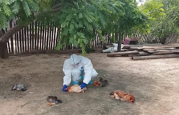 Estudios de laboratorio del Senacsa descartaron que la mortandad de las aves de corral en Fuerte Olimpo sea a causa de la influenza aviar.