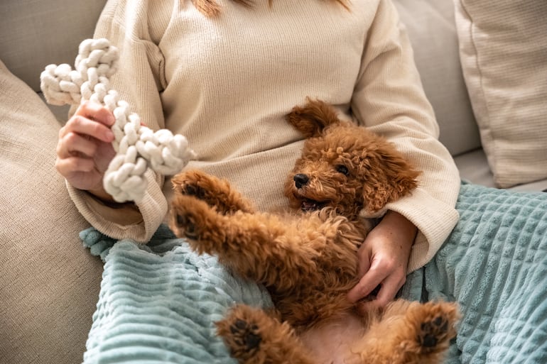 Concepto de "perrhijo".