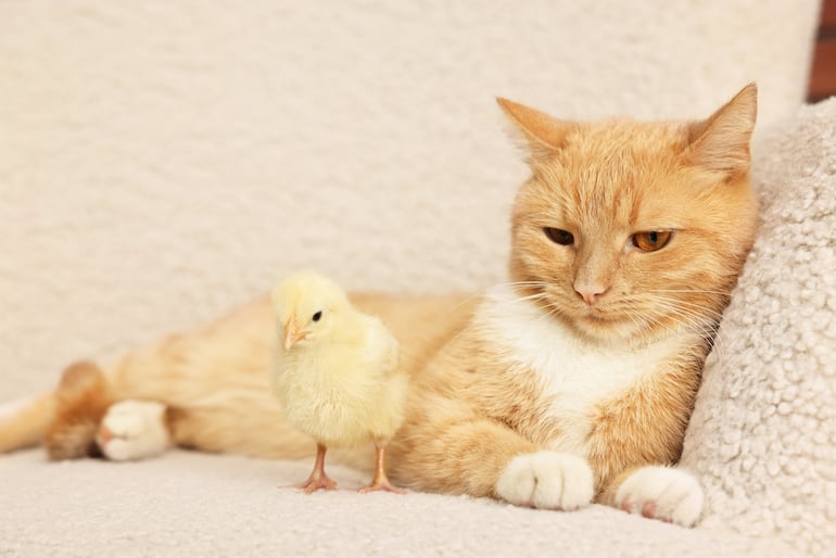 ¿Pueden convivir gatos y aves sin riesgo?