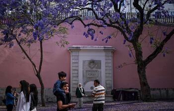 Cada primavera las calles de Lisboa se cubren de tonos brillantes de azul y malva. La imagen de los jacarandás en flor, árbol exótico introducido en el siglo XIX, se impuso como una de las postales típicas de la capital portuguesa.
