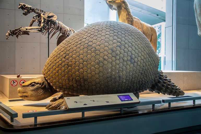 Museo de Historia Natural de Shanghai, representación de un Glyptodon.