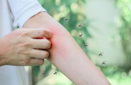 Concepto de picaduras de mosquitos.