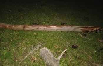 Niño fallece tras ser golpeado por la rama de un árbol.