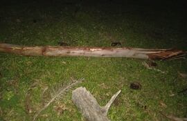 Niño fallece tras ser golpeado por la rama de un árbol.