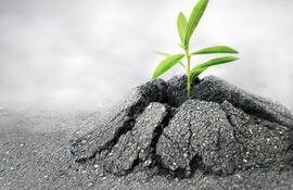 Planta crece en el asfalto.