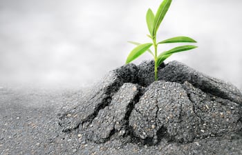 Planta crece en el asfalto.