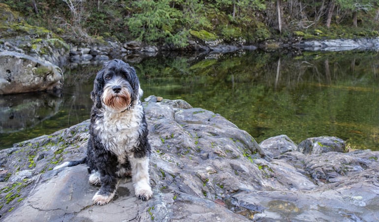 Perro de agua portugués.