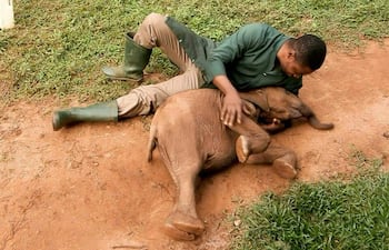 Rescatan elefante huérfano en Nigeria y reavivan debate sobre protección de fauna.