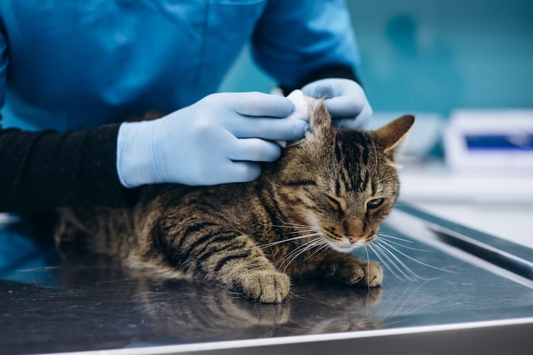Gato en la veterinaria.