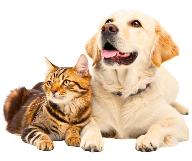 Perro y gato.