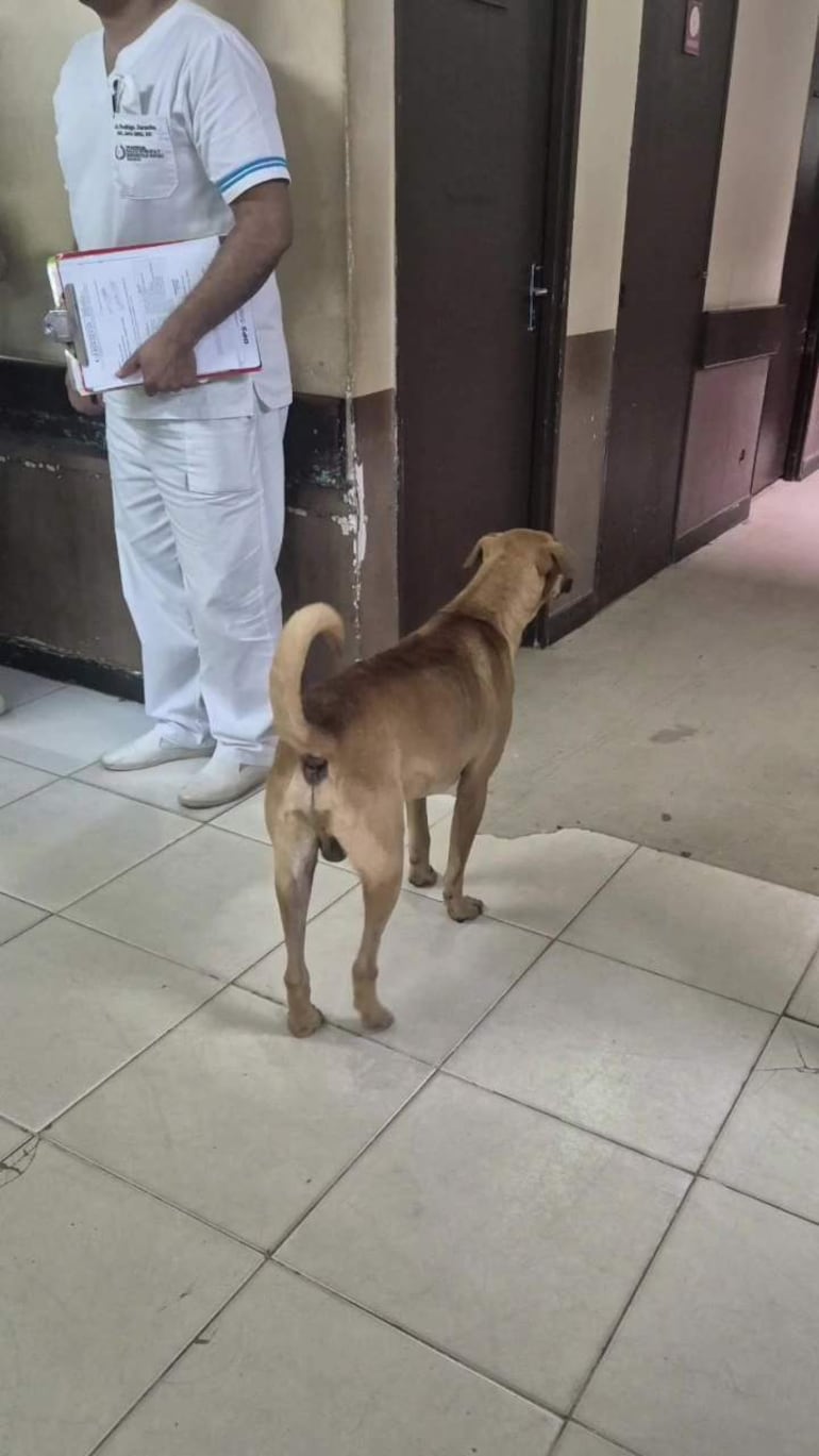 Hombre en uniforme blanco con detalles azules, sostiene documentos, observa a un perro marrón claro en pasillo de hospital.
