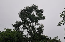 LLuvias tranquilas y sin reporte de daños por temporal en el departamento de Caaguazú.