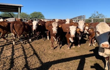 La sequía afecta enormemente la cobertura de pasturas, por lo que muchos productores debieron vender más rápido de lo habitual sus animales. Archivo