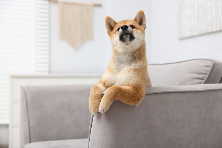 Perro de la raza Shiba inu.