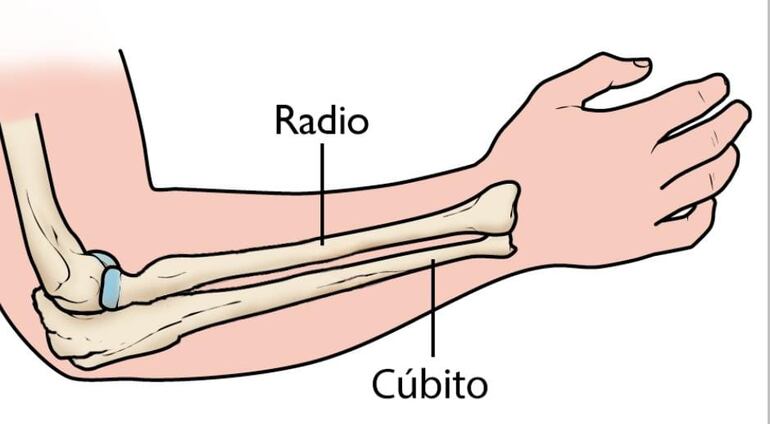 Ilustración del cúbito.