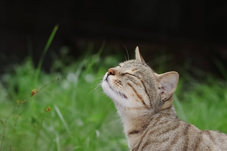 Gato huele algo.