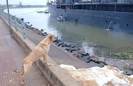 Perro Maruca en un borde de concreto, mirando hacia un barco grande en el río mientras el agua refleja la vegetación.