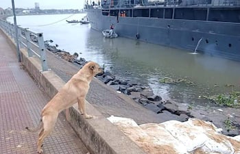 Perro Maruca en un borde de concreto, mirando hacia un barco grande en el río mientras el agua refleja la vegetación.