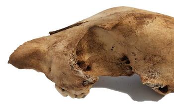 Espécimen de dingo D8, foto tomada por la coautora principal Sally Wasef, QUT. La muestra se recogió en Skull Cave, Wardandi country (Augusta-Margaret River Shire). El dingo, un depredador canino australiano, mantiene sus características genéticas más de 3.000 años después de llegar a Australia, a pesar de la introducción de los perros con la colonización británica a finales del siglo XVIII, según un estudio científico publicado este martes.Investigadores de la Universidad Tecnológica de Queensland (QUT, siglas en inglés) y la Universidad de Adelaida han demostrado que los dingos actuales tienen más en común con sus antepasados hace 3.000 años que con los perros domésticos y que ha habido menos cruce entre ambos de lo que se pensaba hasta ahora.