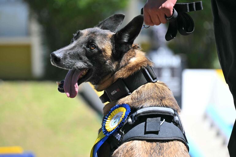Zeus fue otro perro condecorrado por su labor en la lucha contra el narcotráfico en las cárceles.