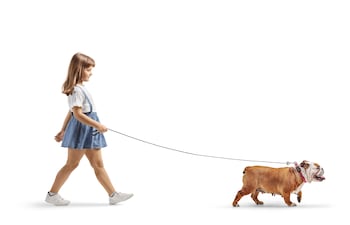Niña pasea a su perro de la raza bulldog inglés.