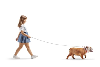 Niña pasea a su perro de la raza bulldog inglés.