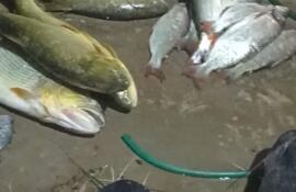 Pescados de distintas especies que perecieron supuestamente por la contaminación del río Tebicuarymí en diciembre pasado.