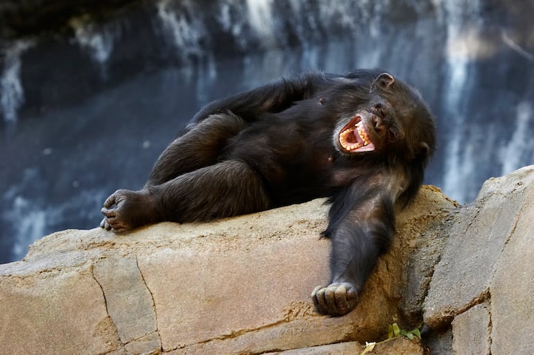 Chimpancé se ríe.