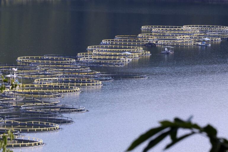Jaulas donde se cultiva tilapia en el Lago de Yojo, en Santa Cruz de Yojoa (Honduras). La hidroeléctrica Francisco Morazán, situada en el norte Honduras, recibirá en marzo en sus alrededores a productores latinoamericanos de peces de la especie tilapia, que participarán en la Feria Internacional de la Tilapia.
