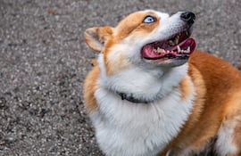 Perro Corgi estresado.