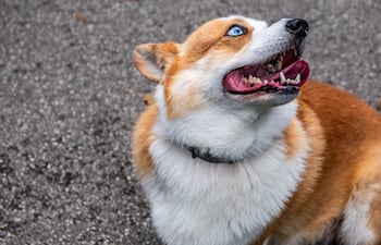 Perro Corgi estresado.