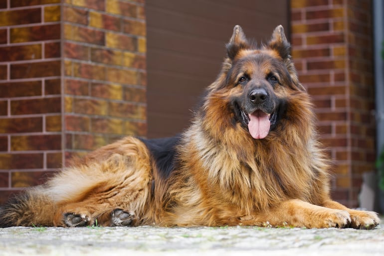 Perro pastor alemán senior.