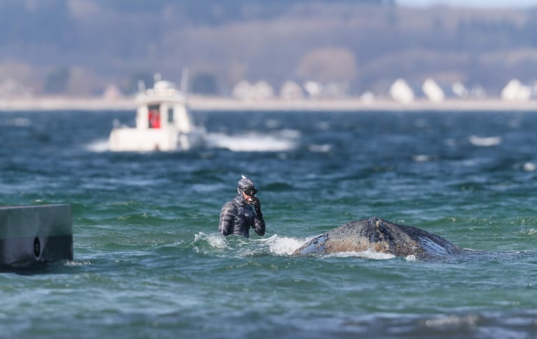 El biólogo marino Robert Marc Lehmann intenta ayudar a una ballena varada en las aguas del mar Báltico, cerca del puerto de Niendorf, en Timmendorfer Strand, Alemania, el 26 de marzo de 2026. La ballena jorobada, encallada en la bahía de Lübeck, está atrapada en un banco de arena frente a Niendorf.
