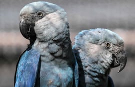 fotografía de archivo. Guacamayos de Spix (Cyanopsitta spixii) son vistos en el Centro de Conservación de Guacamayos de Spix en el Zoológico de São Paulo, en São Paulo, Brasil, el 3 de mayo de 2024.