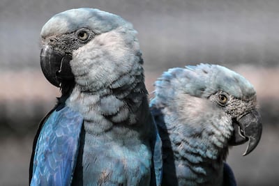 fotografía de archivo. Guacamayos de Spix (Cyanopsitta spixii) son vistos en el Centro de Conservación de Guacamayos de Spix en el Zoológico de São Paulo, en São Paulo, Brasil, el 3 de mayo de 2024.